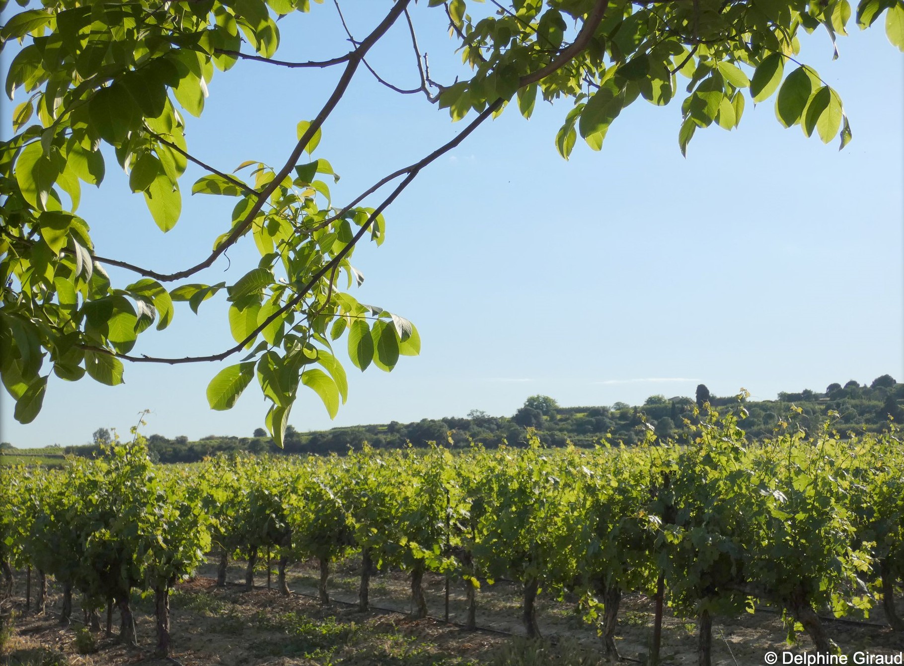 Marché de Noël au Mas Delgi de Tourbes (34) le 23 novembre 2025